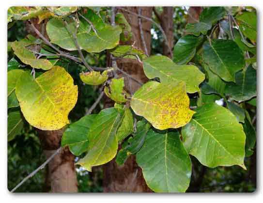  Chhattisgarh State tree, Sal tree, Shorea robusta